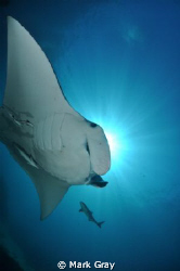 Manta Ray and Friends Sunburst by Mark Gray 
